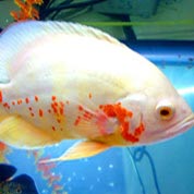 短信测压api
